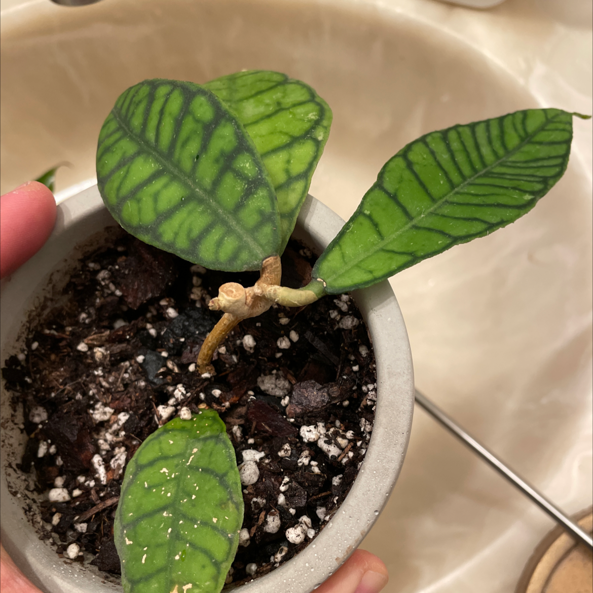 Stiff Leafed Hoya plant with distinct veined leaves in a small pot.