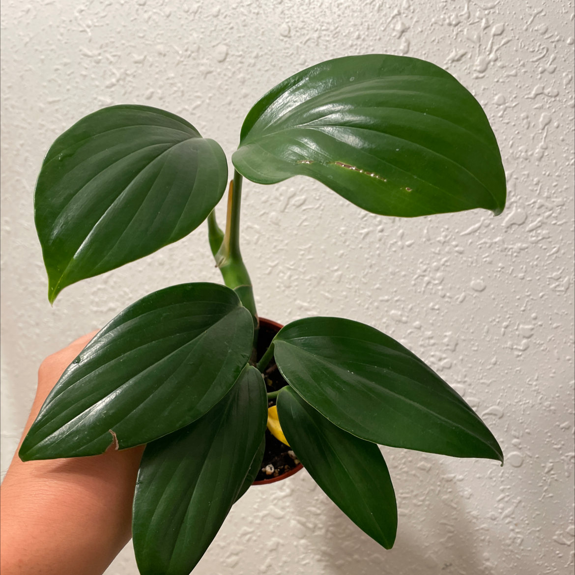 Rhaphidophora decursiva plant with five large, glossy green leaves held by a hand.