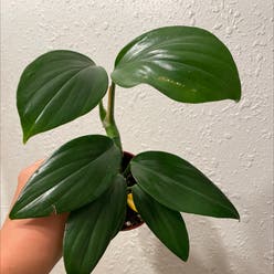 Rhaphidophora decursiva plant