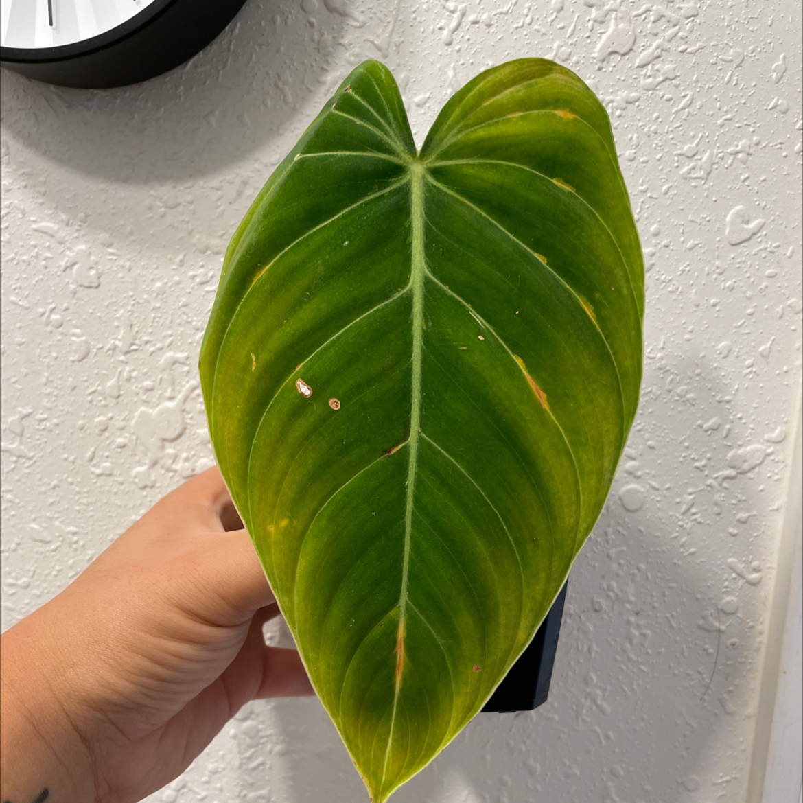 A Black Gold Philodendron leaf with some yellowing and browning, held by a hand.