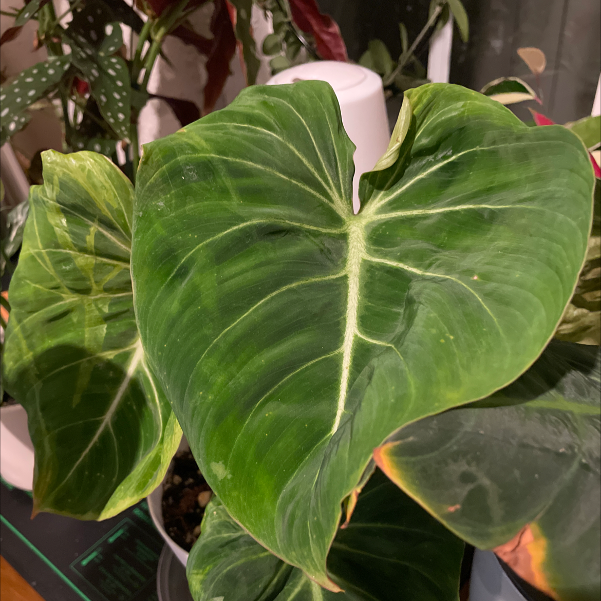 Philodendron 'Glorius' with large green leaves, minor yellowing on one leaf.