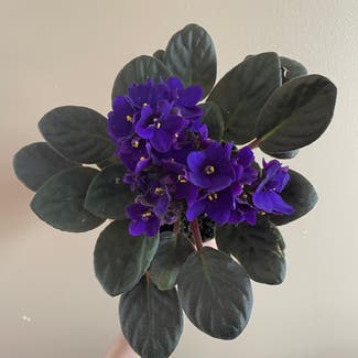 Kenyan Violet plant in Somewhere on Earth