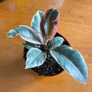 Variegated Rubber Tree plant in Somewhere on Earth