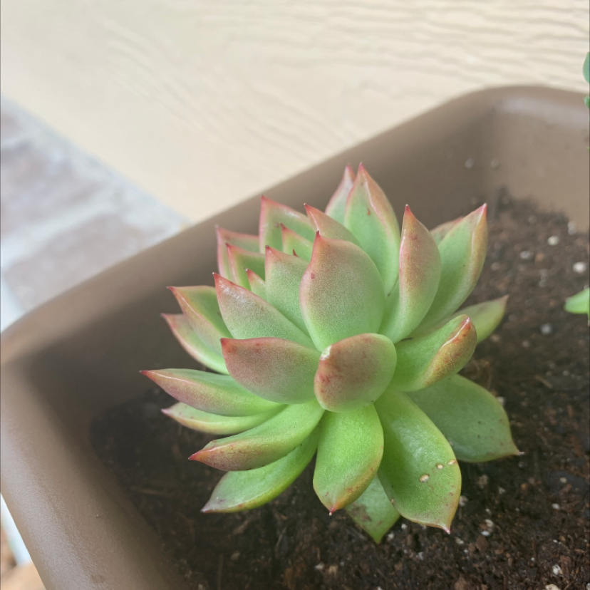 Lipstick Echeveria plant photo by @papillonplants named Red on Greg, the plant care app.