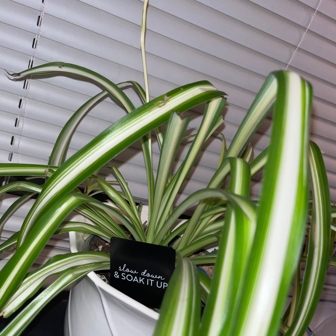 Spider Plant plant photo by @bellabilxxx named stipey on Greg, the plant care app.