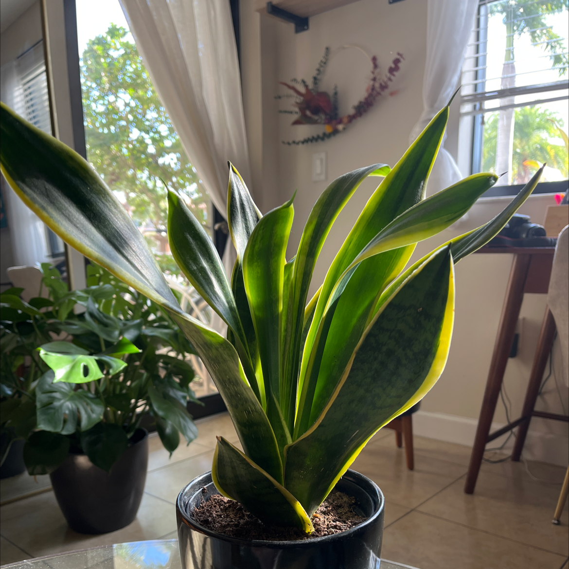Snake Plant plant photo by @jcajr named Sigmund on Greg, the plant care app.