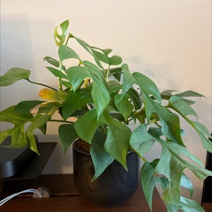 Mini Monstera plant photo by Jcajr named Bruce Lee on Greg, the plant care app.