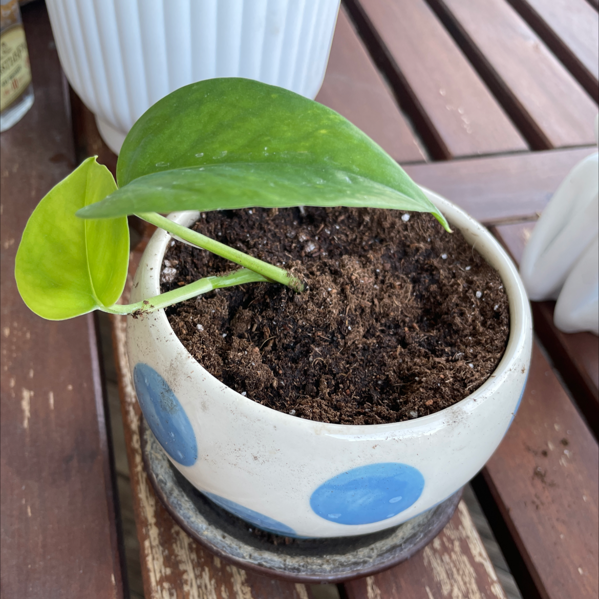 Taro Vine plant photo by @dianalynn017 named Alana on Greg, the plant care app.