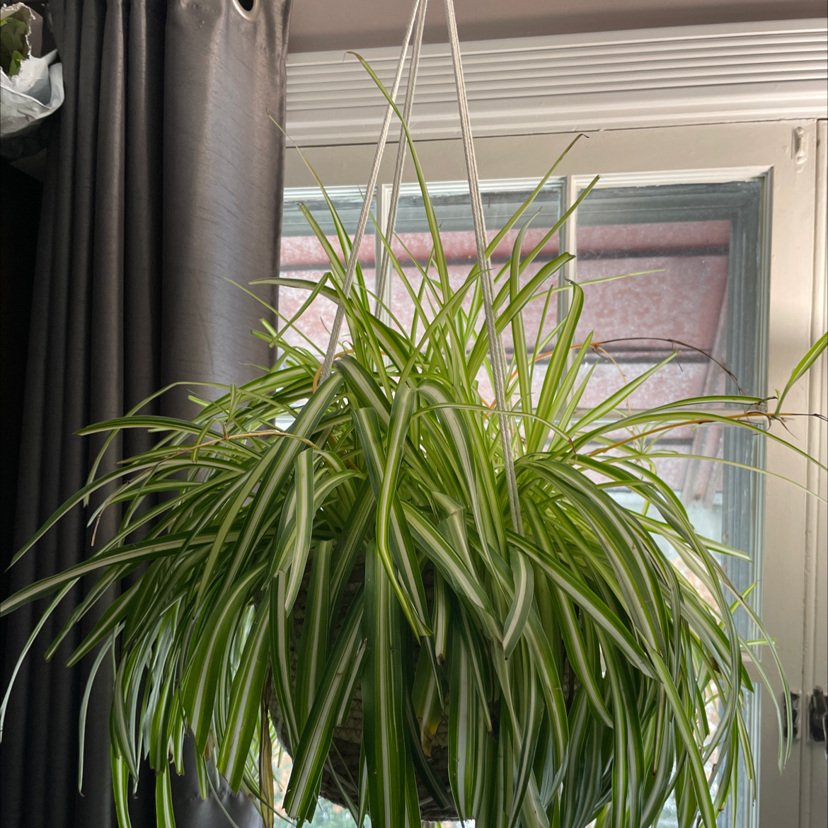 Spider Plant plant photo by @dianalynn017 named Grandmother on Greg, the plant care app.