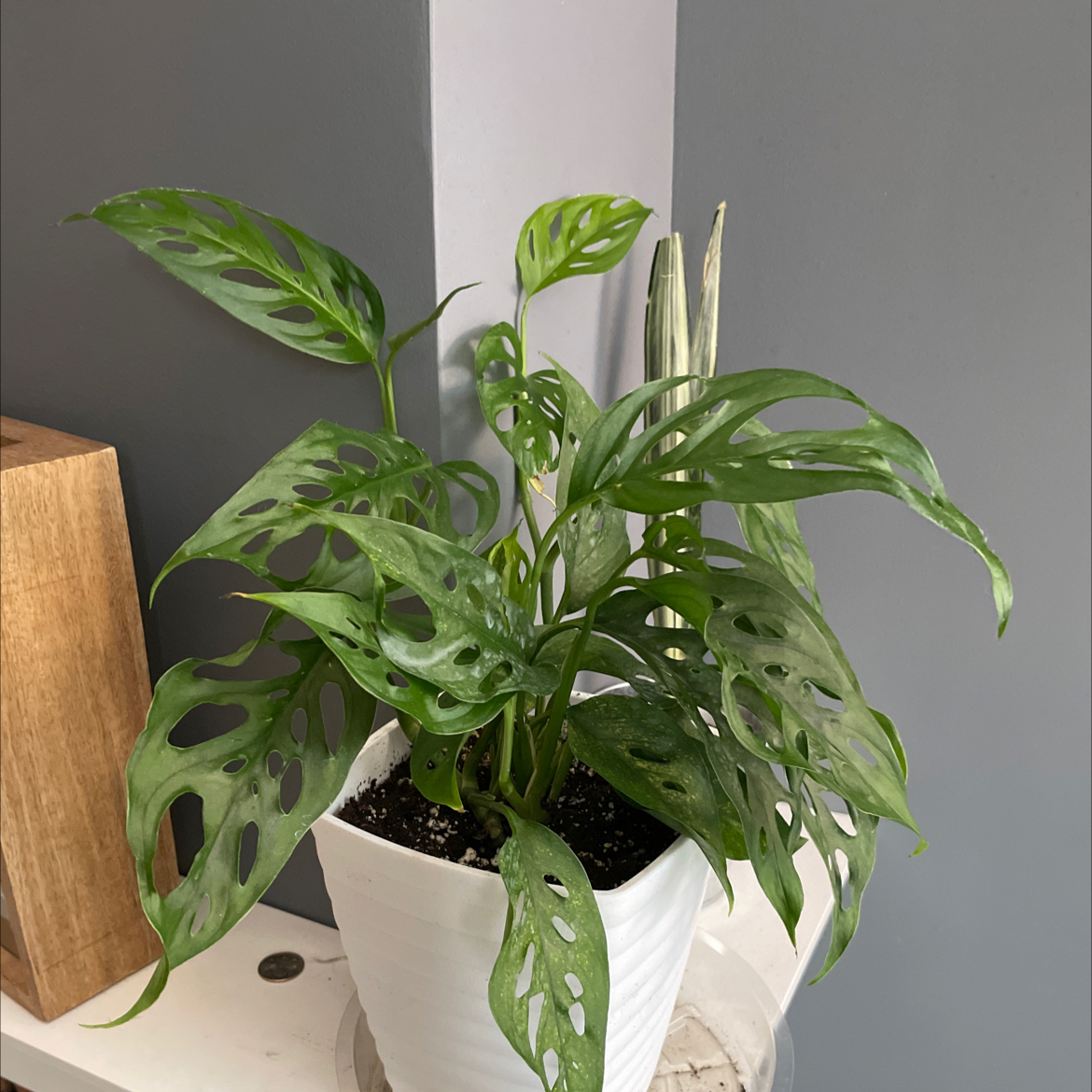 Window Leaf plant photo by @dianalynn017 named Bridget on Greg, the plant care app.