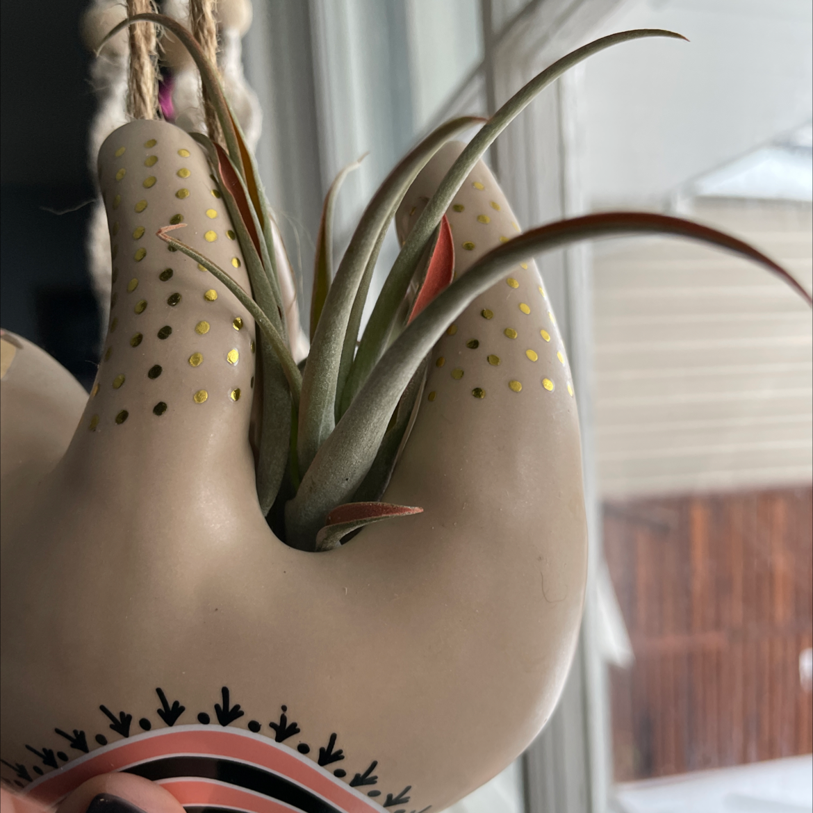 Tillandsia harrisii plant photo by @dianalynn017 named Bri on Greg, the plant care app.
