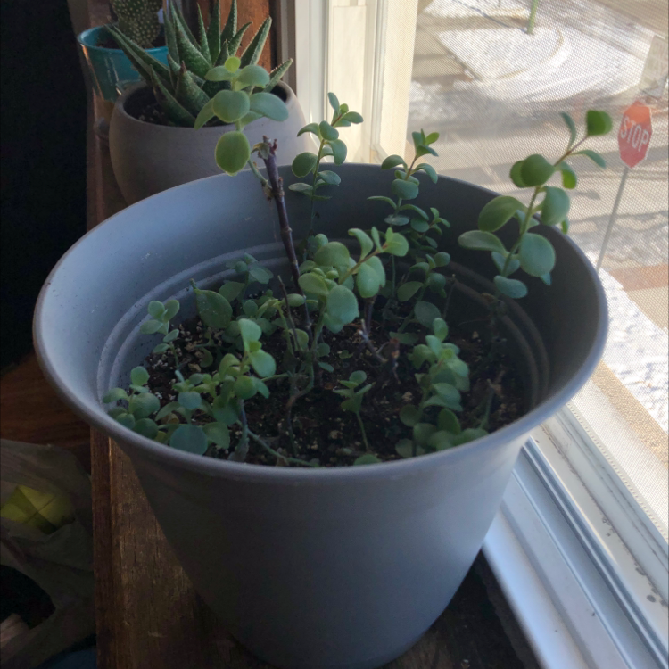Potted Marnier's Kalanchoe with small, rounded green leaves on a windowsill.