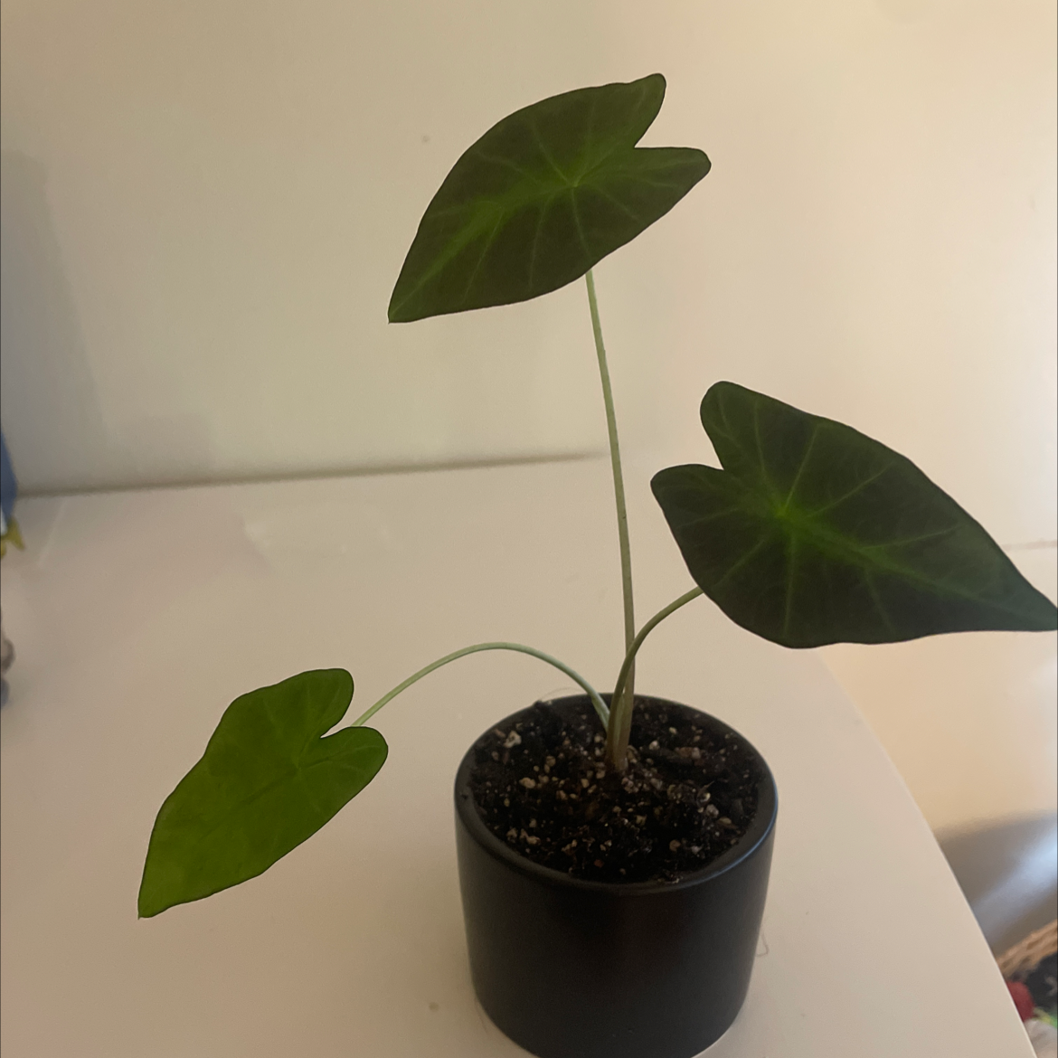 Colocasia 'Black Beauty' plant with three healthy leaves in a black pot.