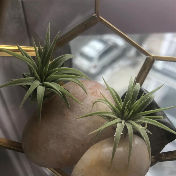 Two healthy Spreading Airplants (Tillandsia) on rocks within a geometric frame.