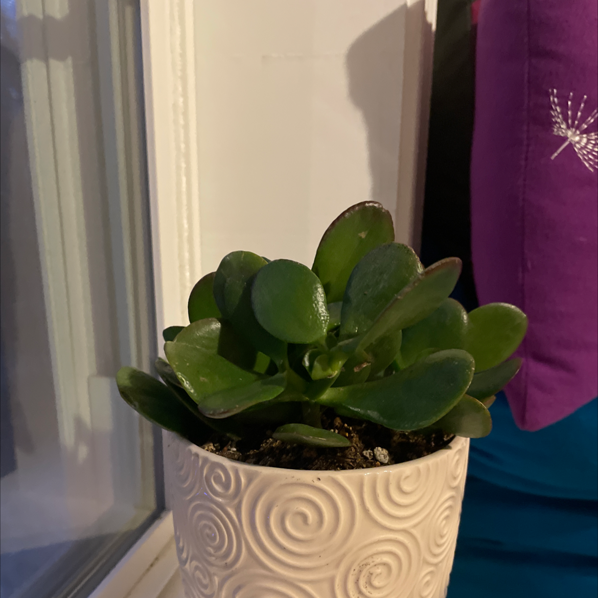 Lucky Plant plant photo by @GrownJicaro named jade plant on Greg, the plant care app.