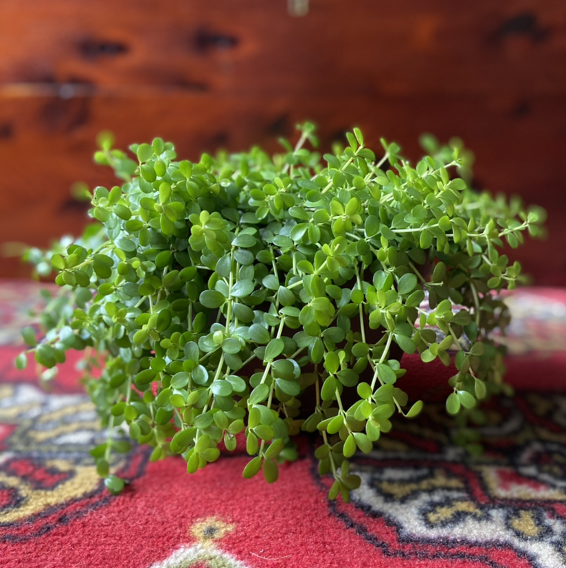 Close-up of a healthy, vibrant green Crassula Pellucida succulent plant with heart-shaped leaves on a colorful textile.