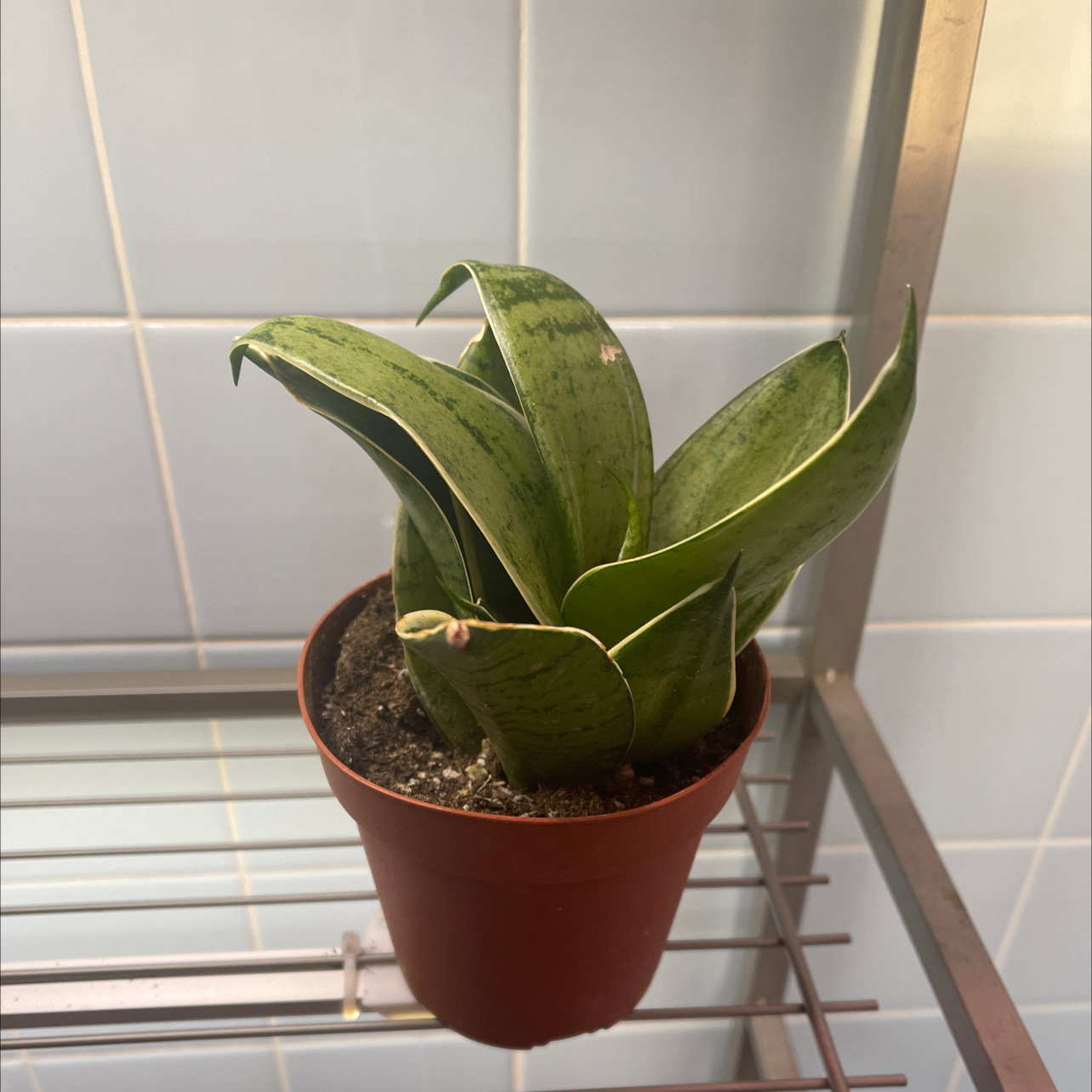 Potted Black Robusta Snake Plant with thick, upright leaves and visible soil.