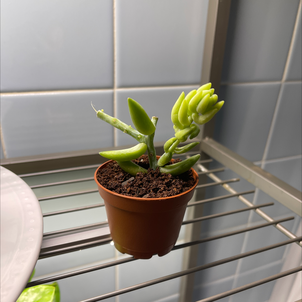 A healthy Cliff Cotyledon plant in a small pot with visible soil.