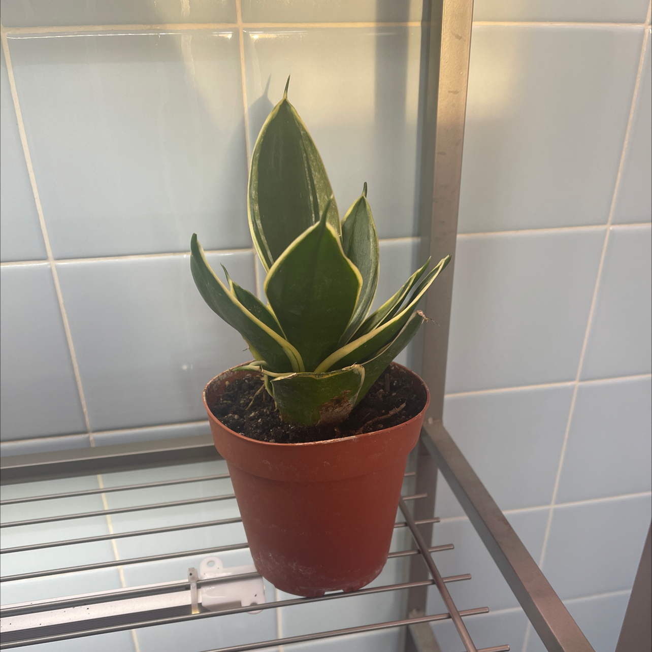 Golden Flame Snake Plant in a small pot on a metal shelf with tiled wall background.