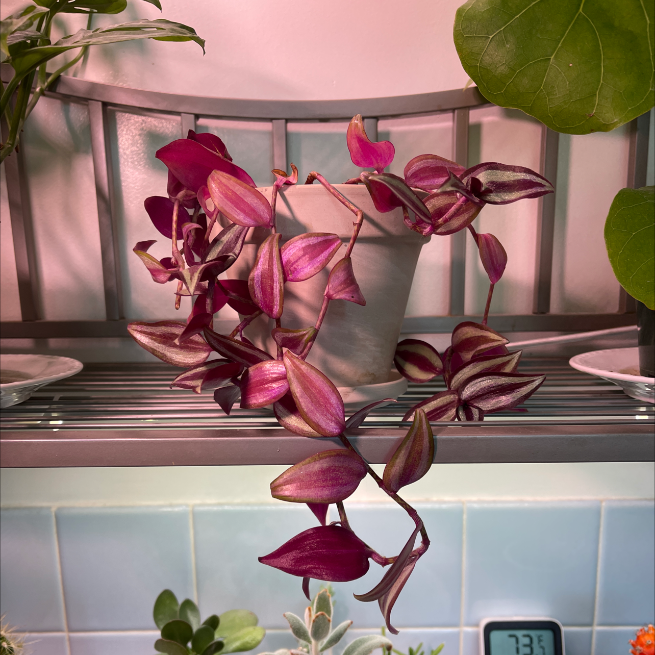 Photo of the plant species Tradescantia Zebrina by @CrazyPlantDude named Angela on Greg, the plant care app