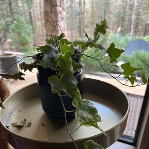 English Ivy plant photo by @EternalCaleypea named Fiona on Greg, the plant care app.