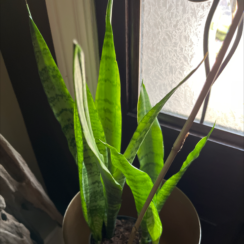 Snake Plant plant photo by @EternalCaleypea named Leonardo on Greg, the plant care app.