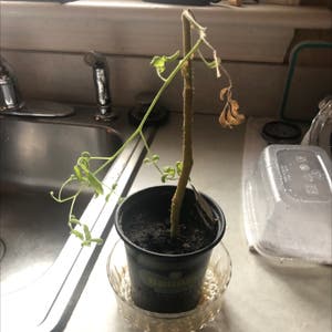 Tomato Plant plant photo by Itzzyuma named ChloroPhil on Greg, the plant care app.