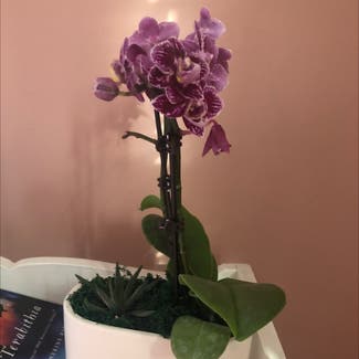 phalaenopsis orchid plant in Danvers, Massachusetts