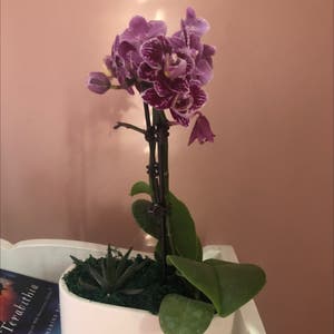 phalaenopsis orchid plant photo by @ItzzYuma named ʏᴜɴɪ on Greg, the plant care app.
