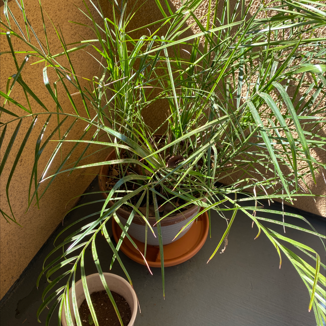 Healthy potted Pygmy Date Palm with long green arching fronds, well-framed in sharp focus.