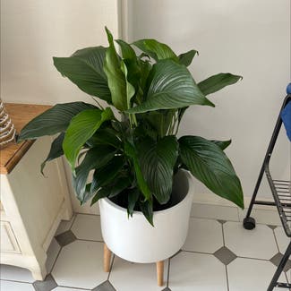 Peace Lily plant in Northbridge, New South Wales
