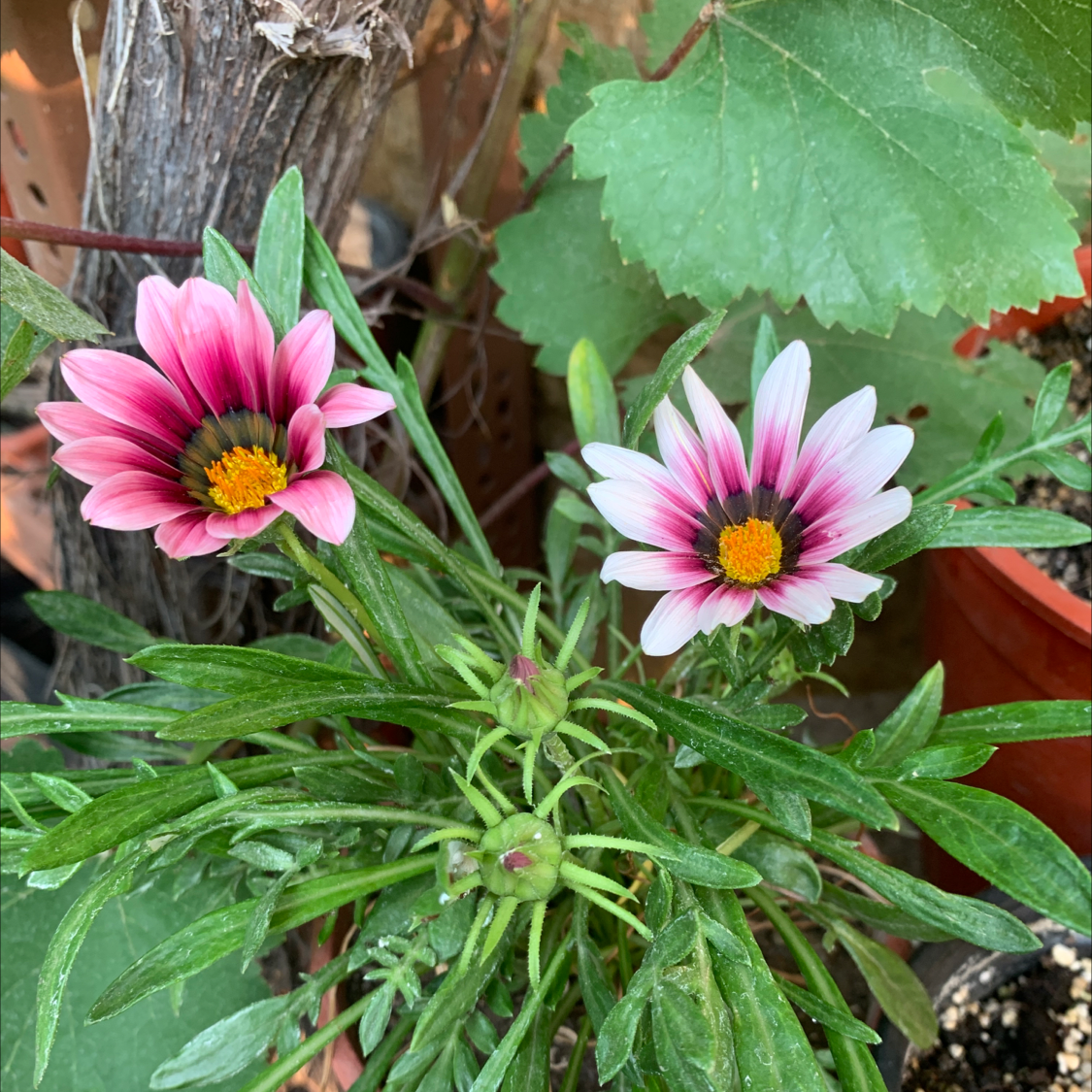 Image of a healthy Treasureflower (Gazania) with two vibrant flowers and green leaves.