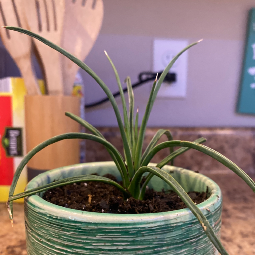 Twin-Flowered Agave plant in a green pot on a kitchen counter.