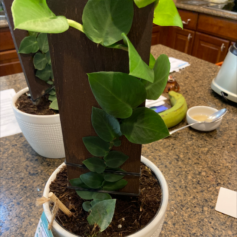 Rhaphidophora hayi plant climbing a wooden support in a white pot with visible soil.