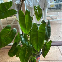 Philodendron Burle Marx plant