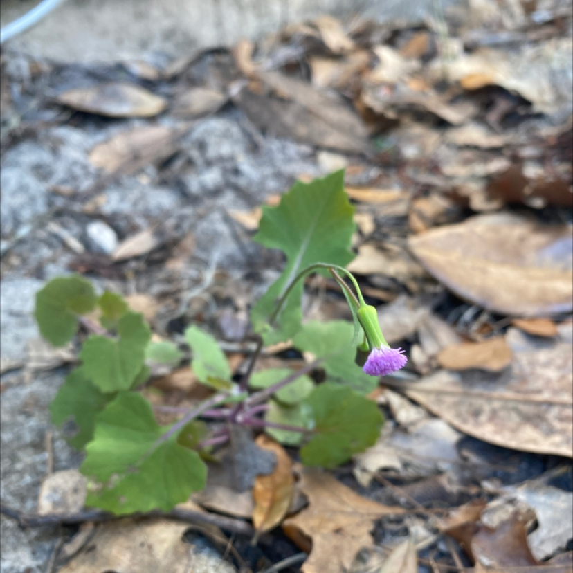 Photo of the plant species Lilac Tasselflower by @NeatPomelo named Lilac on Greg, the plant care app