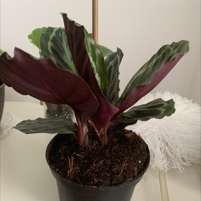 Calathea 'Medallion' plant in a pot with vibrant patterned leaves.