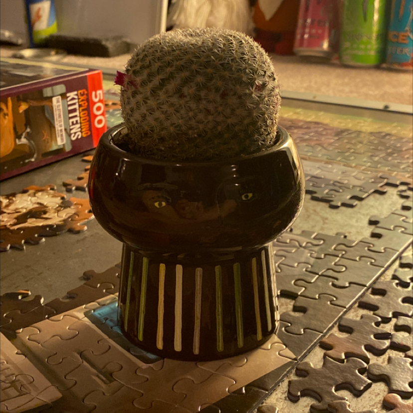 Button Cactus in a decorative pot on a puzzle surface.
