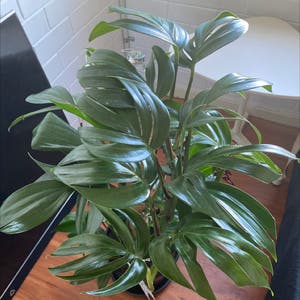 Dragon Tail Plant plant photo by @Alynee named Catarina on Greg, the plant care app.