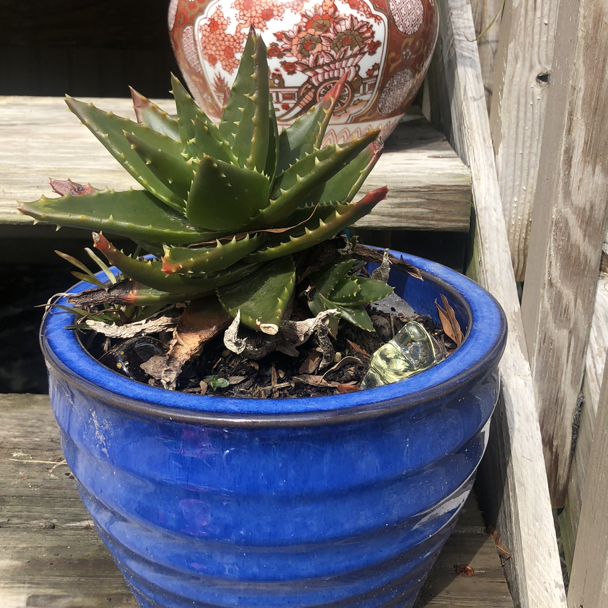 Short-Leaved Aloe plant in a blue pot with healthy green leaves.