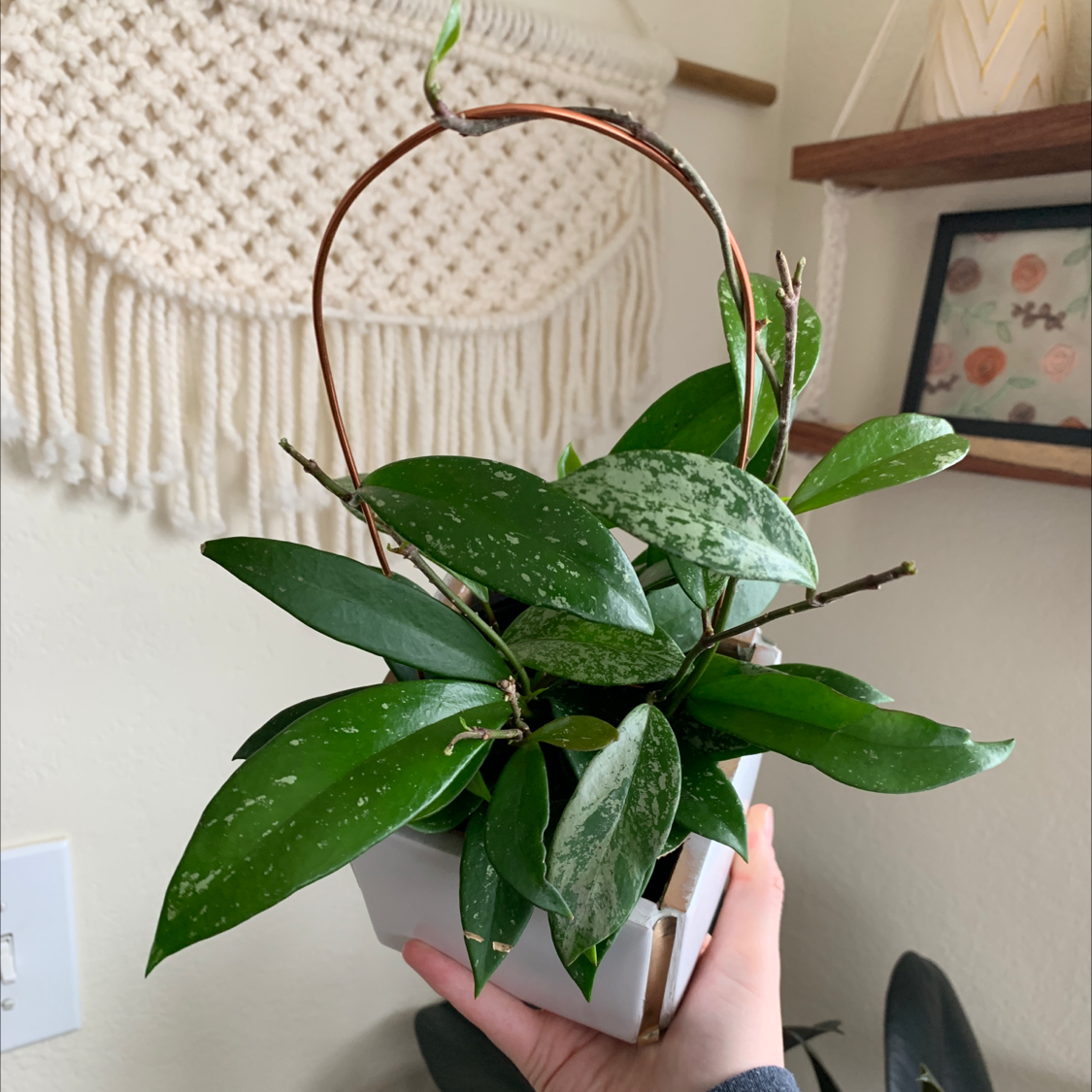 Hoya Pubicalyx plant with healthy green leaves and silver speckles in a white pot, held by a hand.
