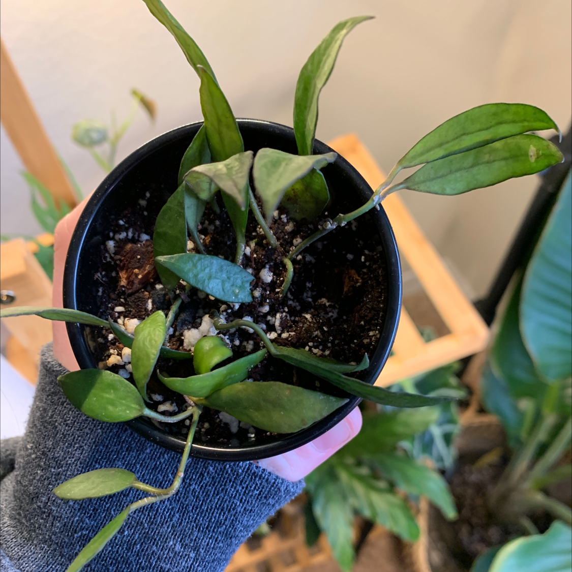Potted Hoya lacunosa plant with green leaves in a black pot, held by a hand.