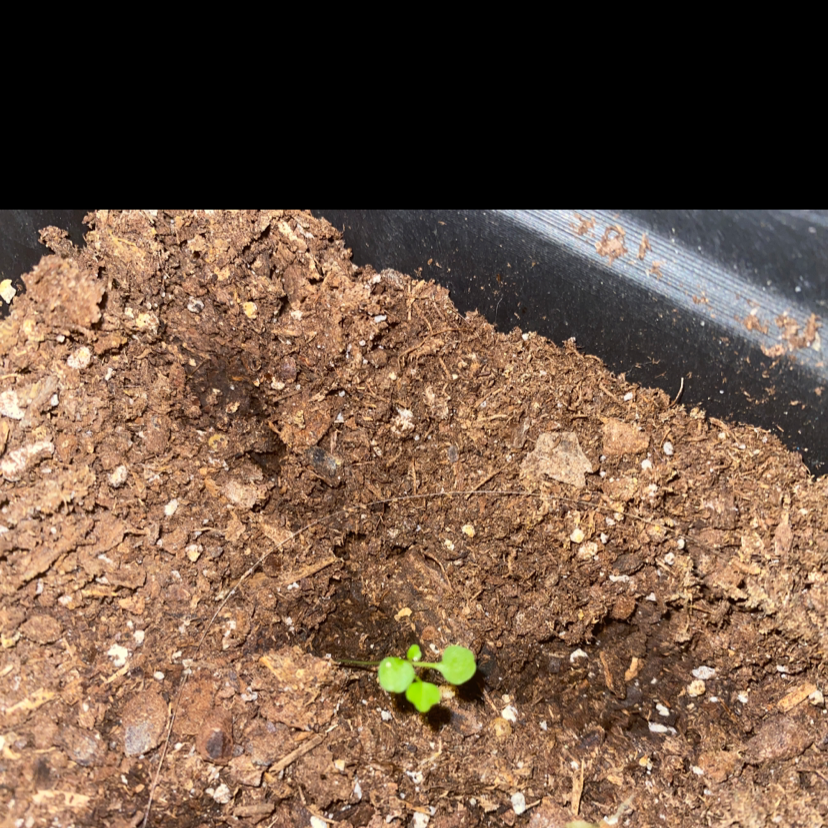 Small Common Chickweed plant growing in healthy soil.