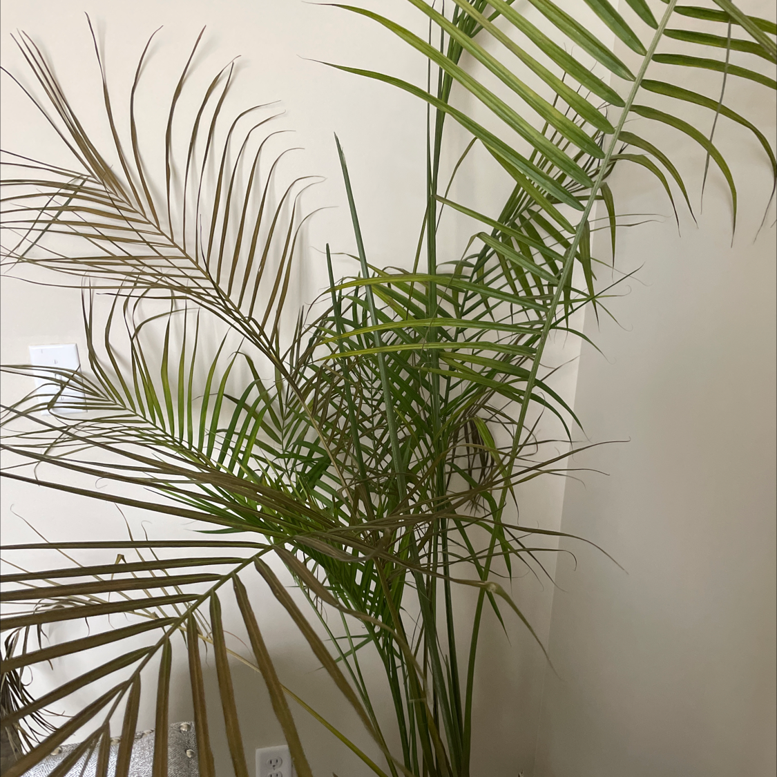 Canary Island Date Palm with some browning fronds, indoors and well-framed.