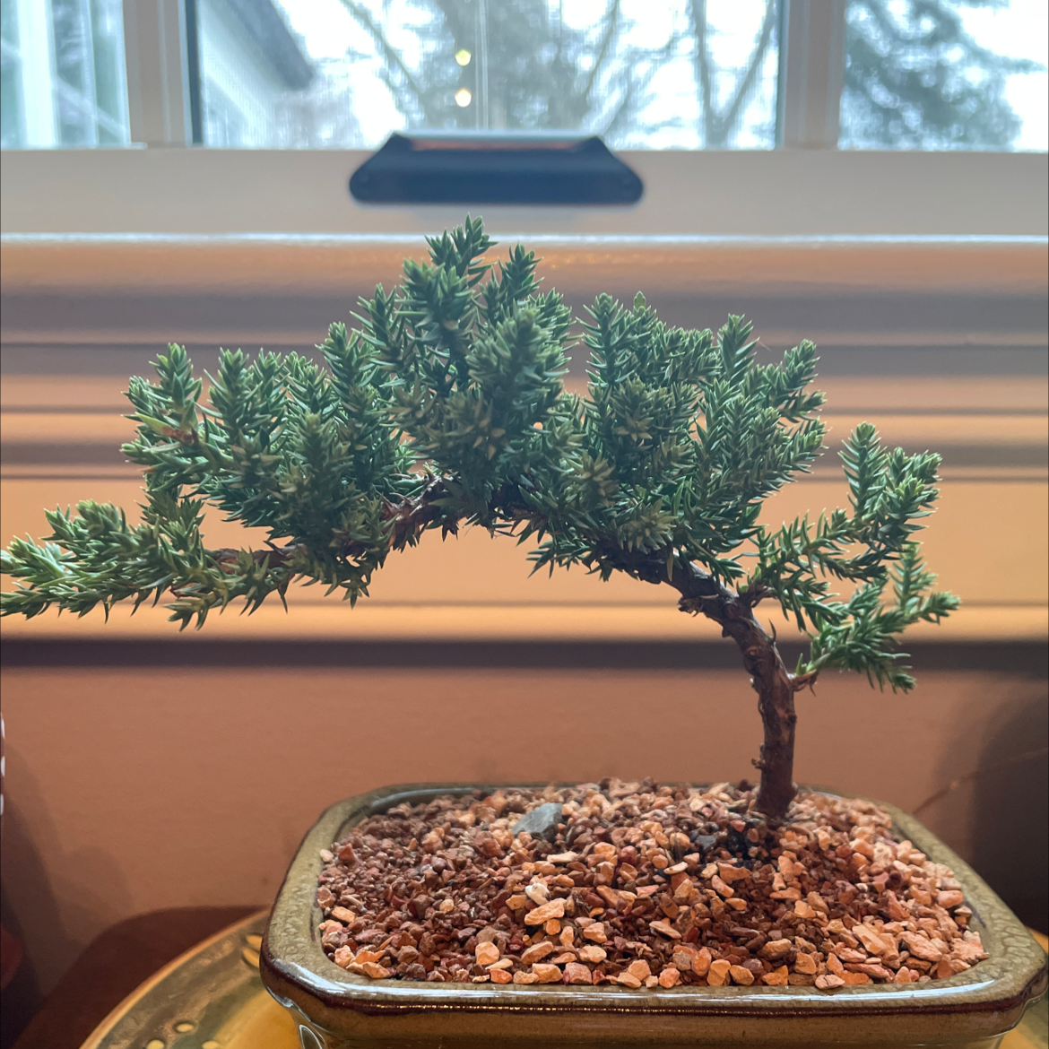 Creeping Juniper is Toxic To Dogs 🐶