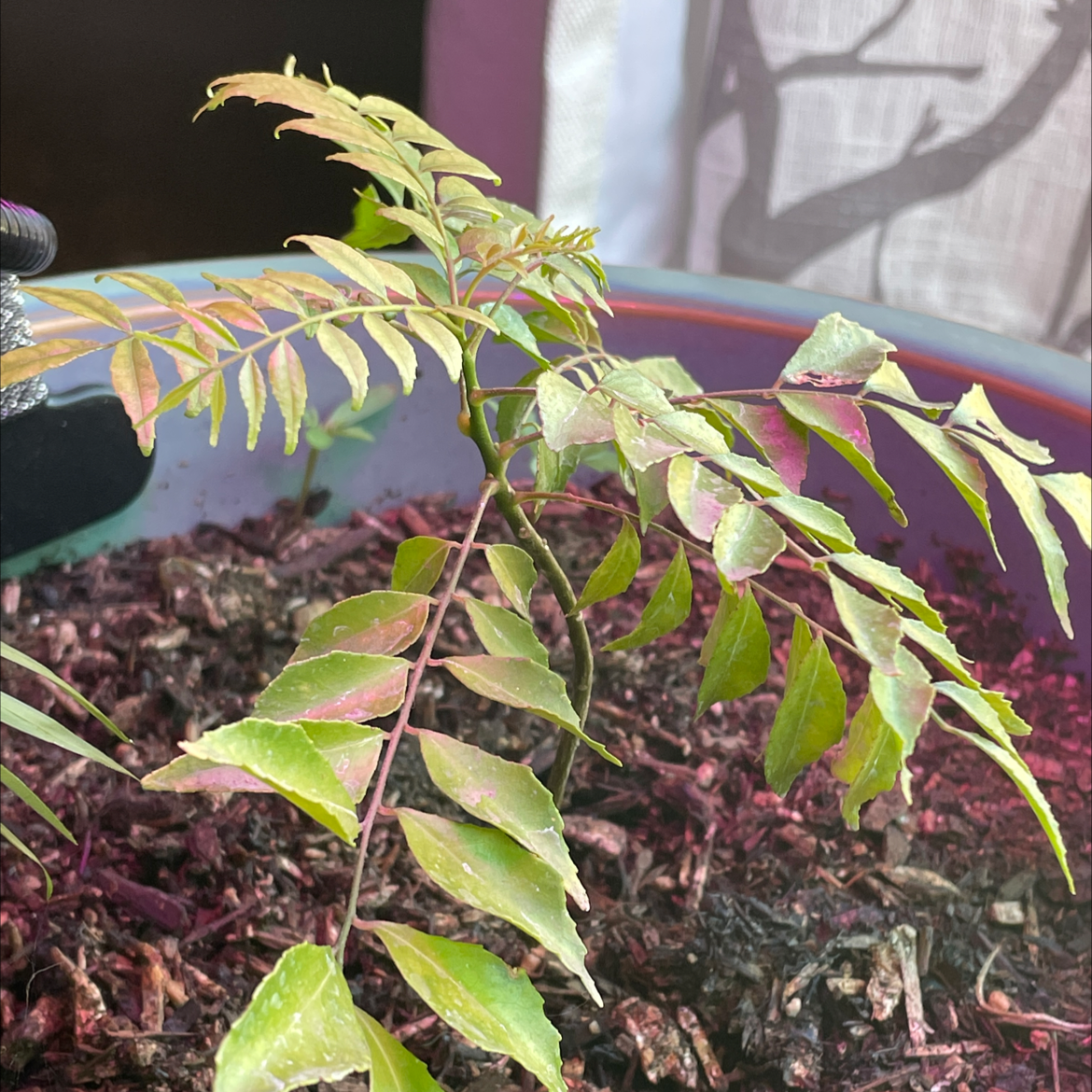 💧 Why Are My Curry Tree Leaves Mushy?