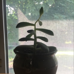 Burro's Tail plant