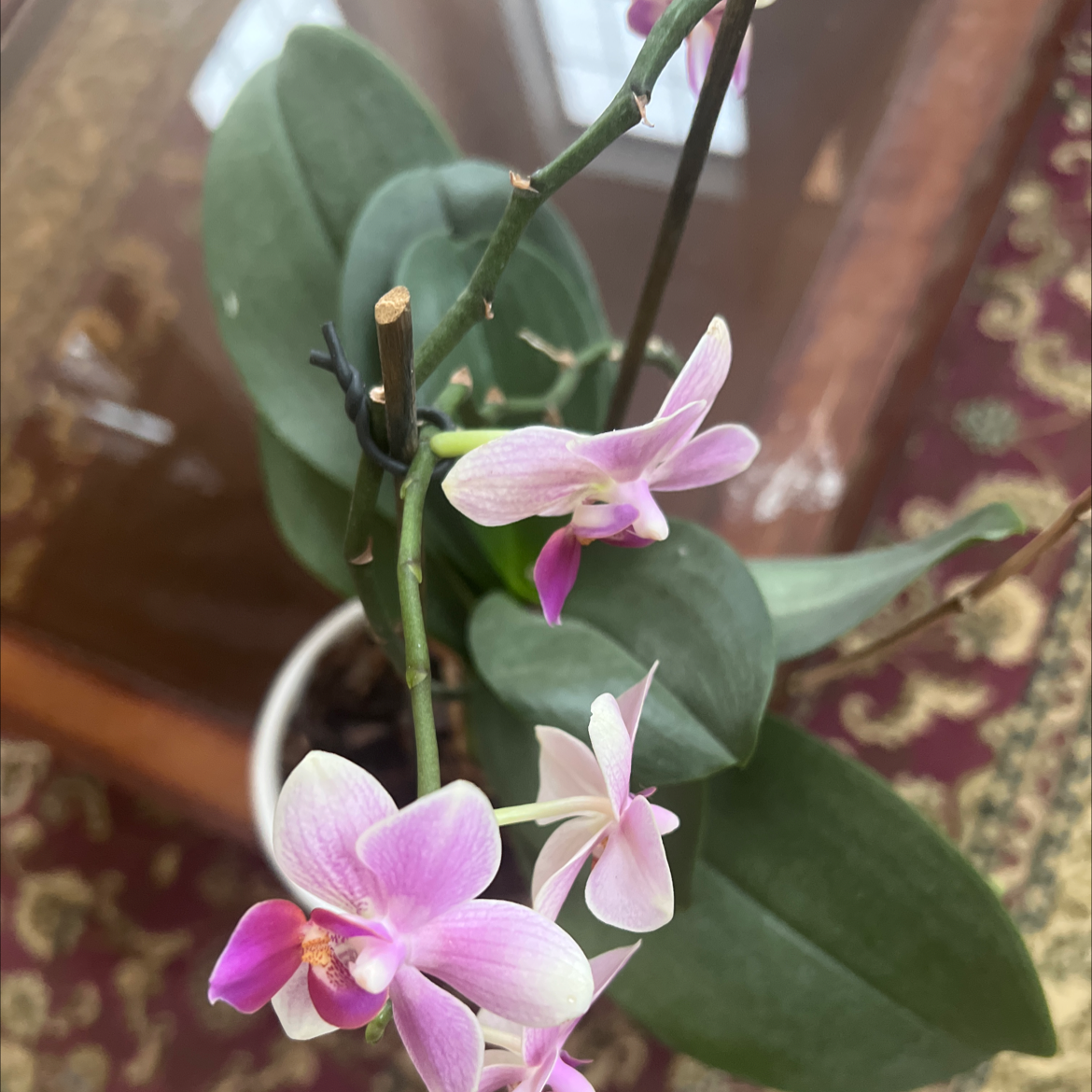 Photo of the plant species Phal equestris by @Rahimmm_k named Pink flower on Greg, the plant care app