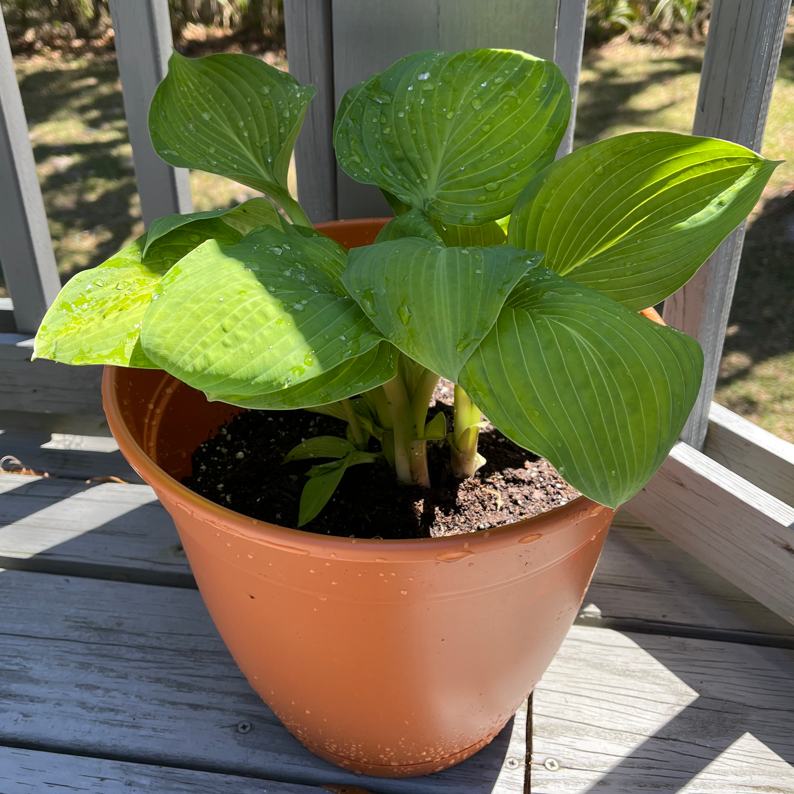 Hosta 'Halcyon' plant in a pot with healthy green leaves.