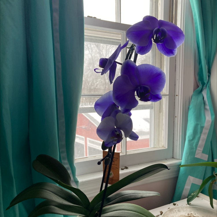 Photo of the plant species Moon Orchid by @Katya17 named Bliss on Greg, the plant care app